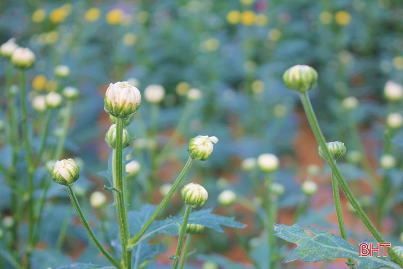 Hoa đào, hoa cúc rực rỡ đón xuân