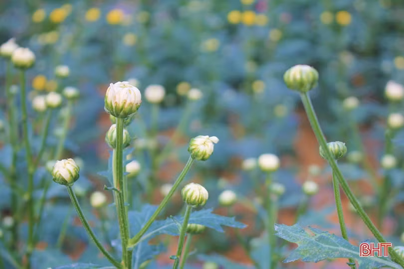 Hoa đào, hoa cúc rực rỡ đón xuân