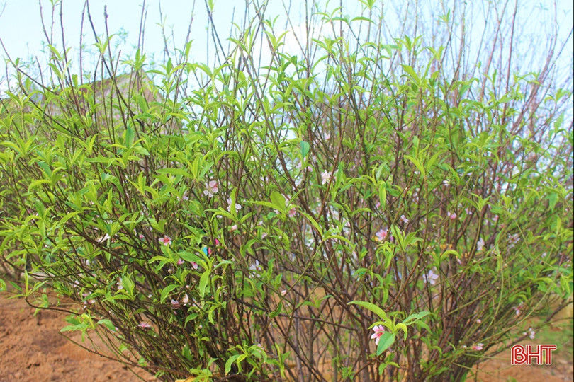 Hoa đào, hoa cúc rực rỡ đón xuân