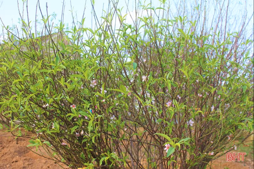 Hoa đào, hoa cúc rực rỡ đón xuân