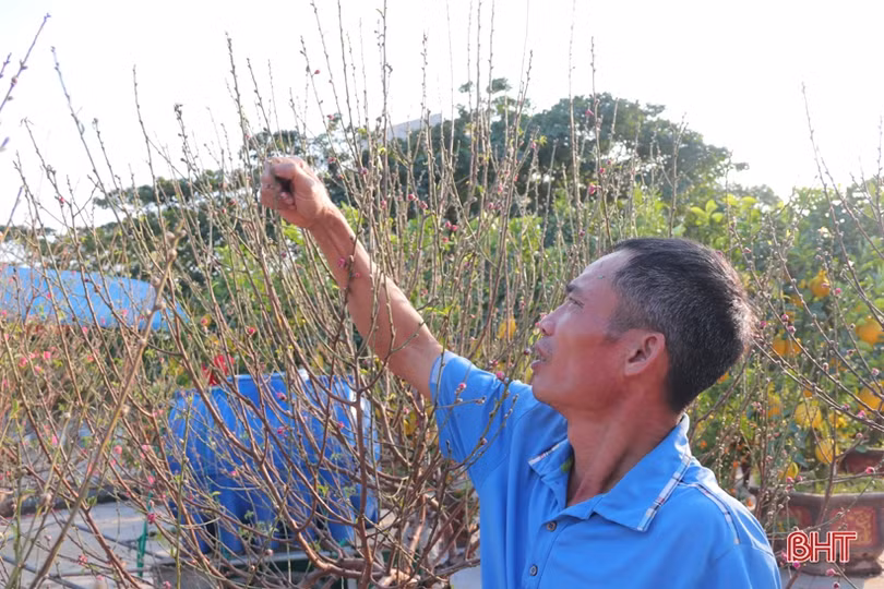 Dịch vụ thuê đào tết: Khách – chủ đều vui!