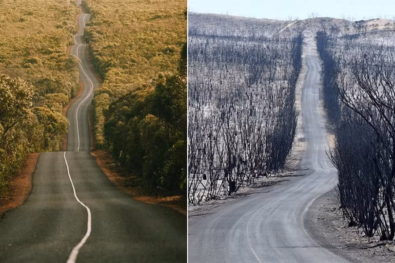 Sự sống bắt đầu trở lại những cánh rừng cháy của Australia