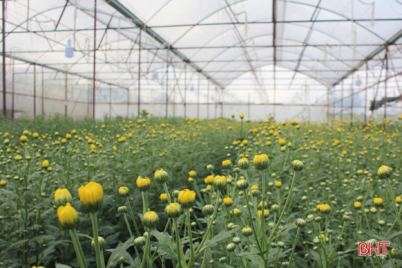 Hoa đào, hoa cúc rực rỡ đón xuân