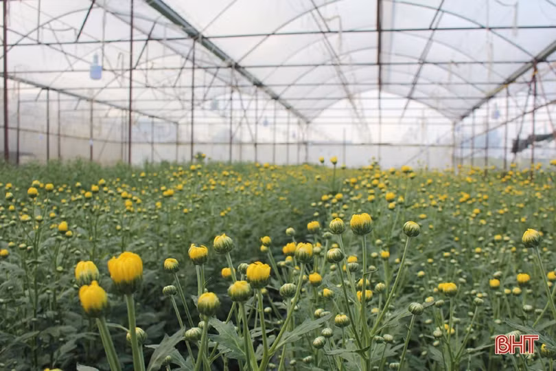 Hoa đào, hoa cúc rực rỡ đón xuân