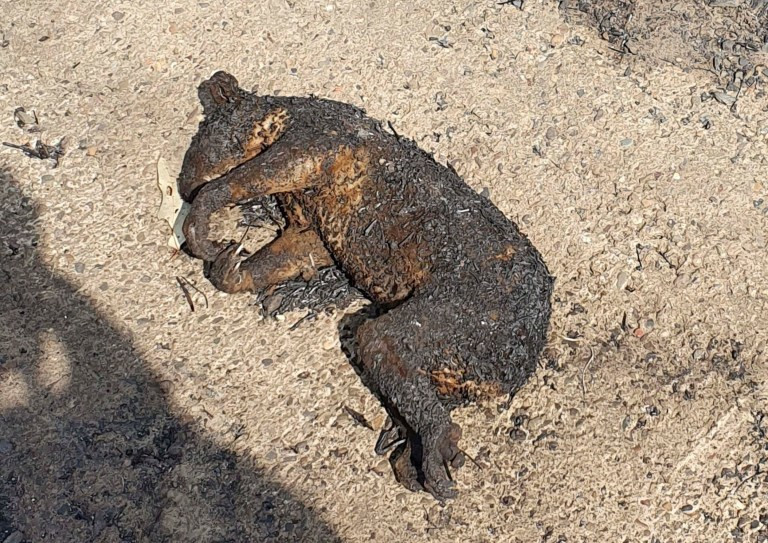 Hình ảnh tàn khốc về thảm họa cháy rừng ở Australia