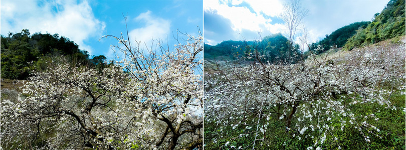 Hoa mận nở sớm, bung sắc trắng khắp thung lũng Mộc Châu ảnh 4 Hoa mận nở sớm, bung sắc trắng khắp thung lũng Mộc Châu