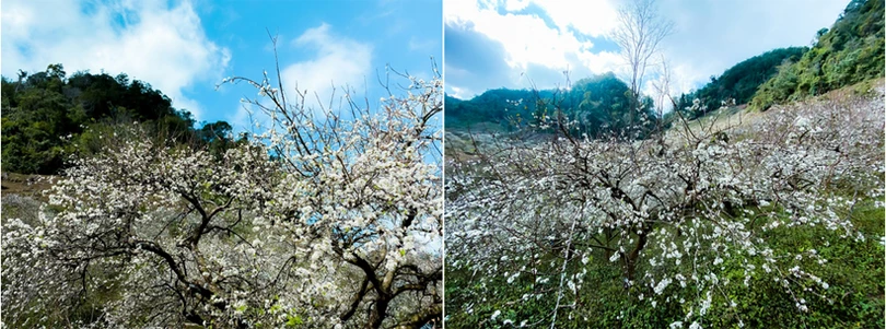 Hoa mận nở sớm, bung sắc trắng khắp thung lũng Mộc Châu