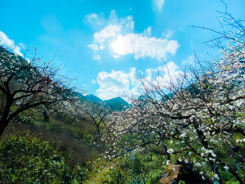 Hoa mận nở sớm, bung sắc trắng khắp thung lũng Mộc Châu ảnh 11 Hoa mận nở sớm, bung sắc trắng khắp thung lũng Mộc Châu