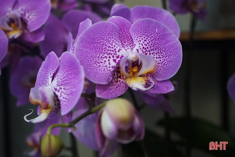 Nữ hoàng của các loài lan “lên ngôi” đón tết Canh Tý