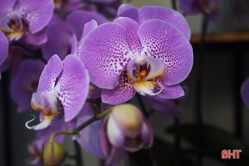 Nữ hoàng của các loài lan “lên ngôi” đón tết Canh Tý