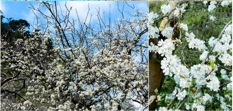 Hoa mận nở sớm, bung sắc trắng khắp thung lũng Mộc Châu