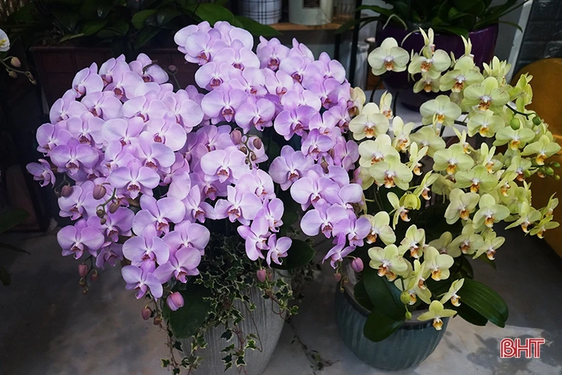 Nữ hoàng của các loài lan “lên ngôi” đón tết Canh Tý