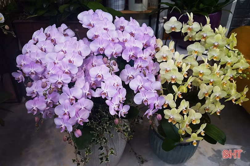 Nữ hoàng của các loài lan “lên ngôi” đón tết Canh Tý