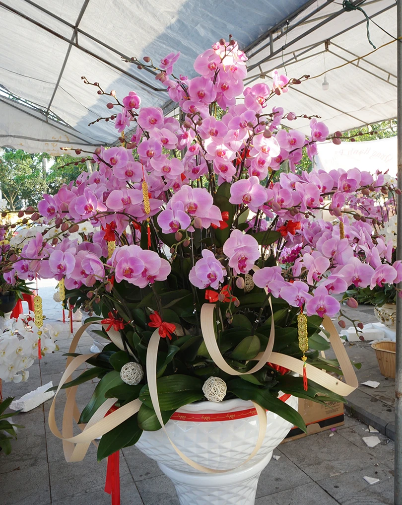 Nữ hoàng của các loài lan “lên ngôi” đón tết Canh Tý