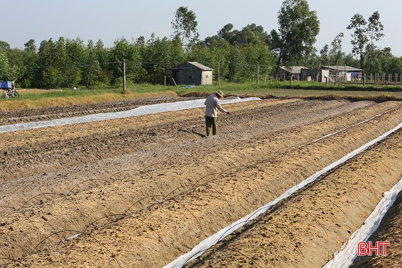 Người dân thôn Hồng Lĩnh tiếp tục gieo giống đợt mới trên thửa đất vừa thu hoạch xong. a7-2663.jpg