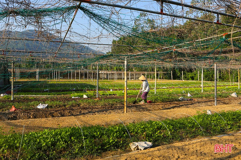 Áp dụng KHKT vào sản xuất cây rau giống vụ đông, nông dân thôn Hồng Lĩnh (Vượng Lộc, Can Lộc) có thu nhập hàng trăm triệu đồng/1 vụ. bqbht_br_a5.jpg