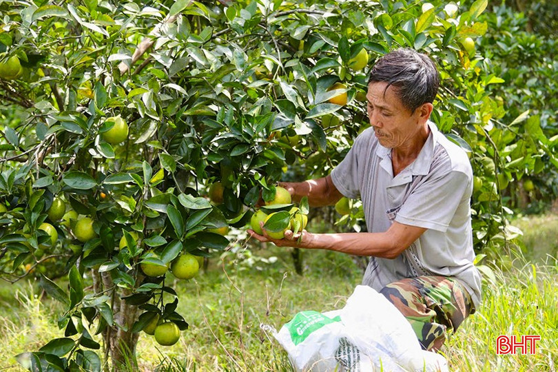 Nông dân xã Hương Minh (Vũ Quang) thu hoạch vụ cam năm 2024. bqbht_br_a1.jpg