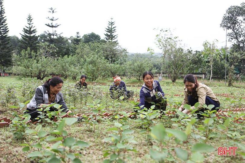 Công nhân chăm sóc vườn thuốc nam tại khu lưu niệm ở xã Quang Diệm (Hương Sơn). a3.jpg