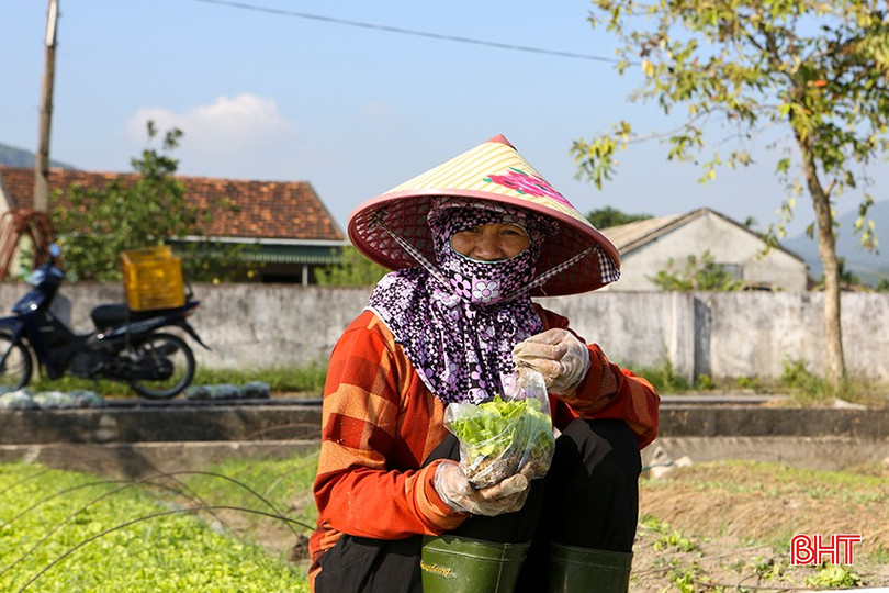 Chị Phạm Thị Tính (thôn Hồng Lĩnh, xã Vượng Lộc, Can Lộc) thu hoạch cây giống, cung ứng ra thị trường. a3-9445.jpg