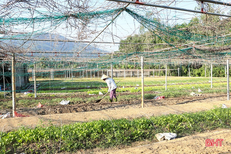 Bên cạnh các thửa ruộng trên đồng, các hộ dân ở thôn Hồng Lĩnh còn sản xuất rau giống tại vườn nhà. a8-8829.jpg