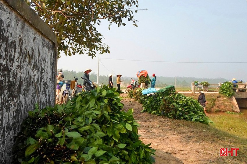 Là địa phương có nhiều "thổ sản" như: phường chè, phường củi... một thời Hồng Lộc nổi tiếng với các phường ví. Ảnh: Một góc chợ chè ở Hồng Lộc a4.jpg