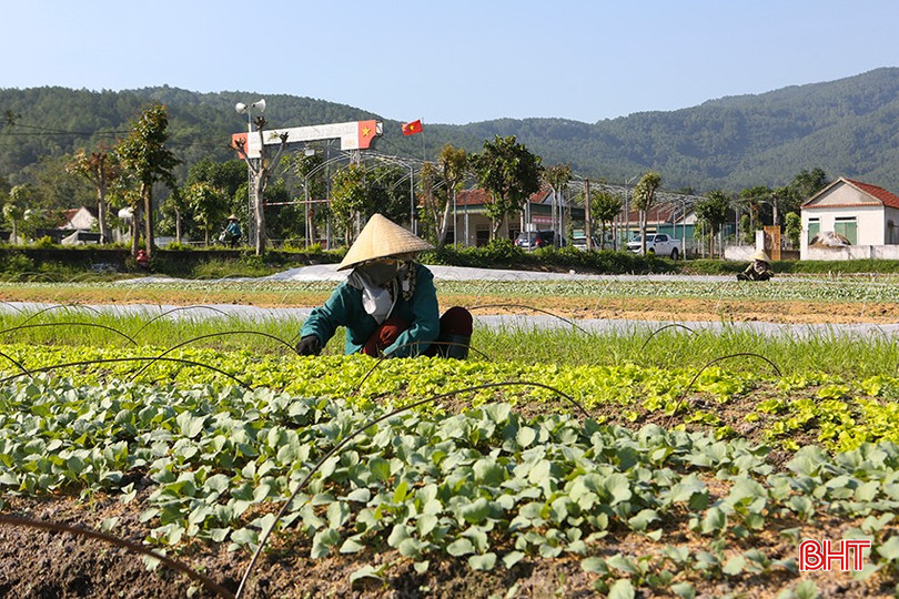 Do việc thu hoạch cây giống số lượng khá lớn, thời điểm này, nhiều gia đình ở thôn Hồng Lĩnh thuê thêm lao động ở các vùng lân cận. a2-4565.jpg