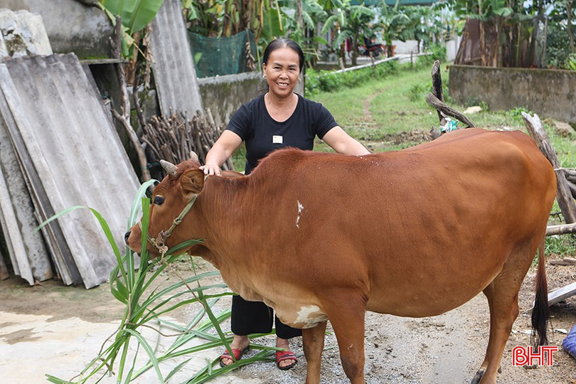 Chị Phan Thị Hạnh ( thôn Hà Phong, xã Kỳ Phong, huyện Kỳ Anh) bên con bò giống - mô hình sinh kế do các cấp hội phụ nữ trao tặng. a1-3051.jpg