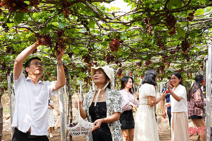 Các thành viên đoàn trải nghiệm tại vườn nho Thái An (Ninh Thuận). a4-5073-757.jpg