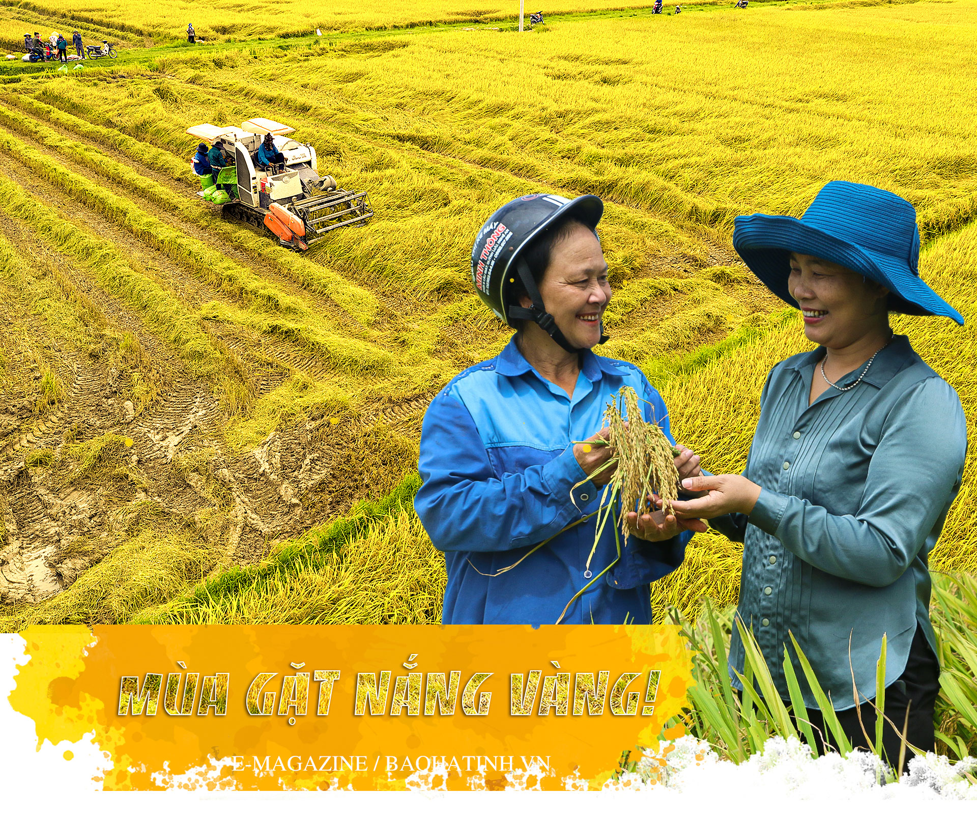 Mùa gặt nắng vàng! ảnh 1 Mùa gặt nắng vàng!