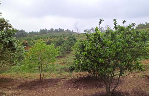 Màu xanh bạt ngàn trên trang trại của gia đình cô giáo Hải