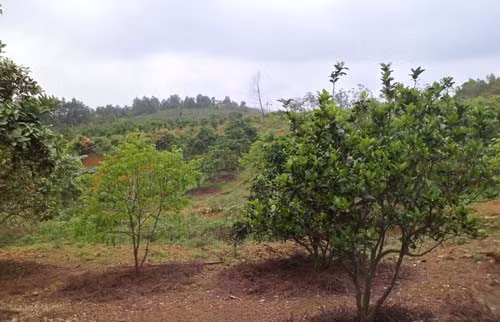 Màu xanh bạt ngàn trên trang trại của gia đình cô giáo Hải