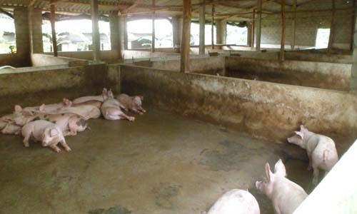 Giống lợn thịt Đài Loan với số lượng trên 500 con.