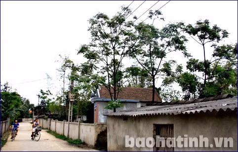 Hoa xoan nhỏ li ti kết lại từng chùm như những vầng mây bồng bềnh, lững lờ giữa trời ...và nhuộm tím cả một trời thương nhớ Sang xuân, cây đâm chồi nảy lộc mạnh mẽ. Những chùm hoa xuất hiện nhanh một cách ngỡ ngàng. Trên những mái ngói thâm nâu, hoa xoan nở tím một góc làng Dưới gốc xoan là khung trời bình yên của tuổi thơ và những kỷ niệm giản đơn mà da diết, ngọt ngào.