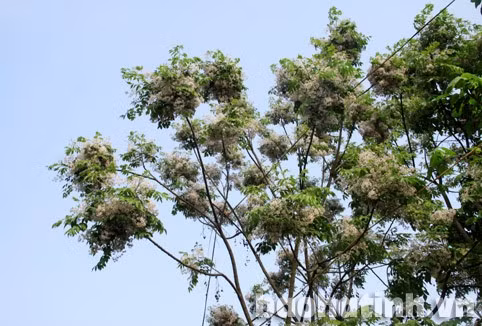 Hoa xoan nhỏ li ti kết lại từng chùm như những vầng mây bồng bềnh, lững lờ giữa trời ...và nhuộm tím cả một trời thương nhớ Sang xuân, cây đâm chồi nảy lộc mạnh mẽ. Những chùm hoa xuất hiện nhanh một cách ngỡ ngàng. Trên những mái ngói thâm nâu, hoa xoan nở tím một góc làng Dưới gốc xoan là khung trời bình yên của tuổi thơ và những kỷ niệm giản đơn mà da diết, ngọt ngào.