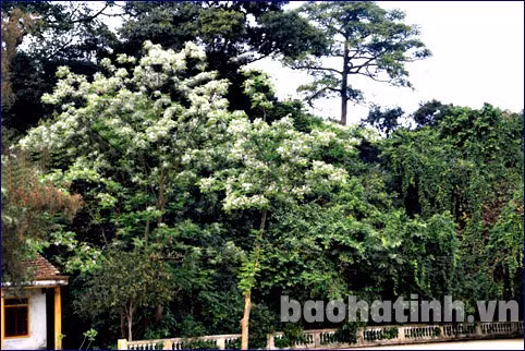 Hoa xoan nhỏ li ti kết lại từng chùm như những vầng mây bồng bềnh, lững lờ giữa trời ...và nhuộm tím cả một trời thương nhớ Sang xuân, cây đâm chồi nảy lộc mạnh mẽ. Những chùm hoa xuất hiện nhanh một cách ngỡ ngàng. Trên những mái ngói thâm nâu, hoa xoan nở tím một góc làng Dưới gốc xoan là khung trời bình yên của tuổi thơ và những kỷ niệm giản đơn mà da diết, ngọt ngào.