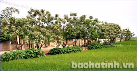 “Tháng ba hoa xoan nở/ Những chùm tím xinh xinh/ Hoa tươi cười rạng rỡ/ Trong nắng trời lung linh/ Ôi những ngày thơ ấu/ Cùng chơi trò đếm sao/ Đếm từng bông hoa rụng/ Lòng tràn đầy xôn xao” (Thơ Trần Vương Việt).