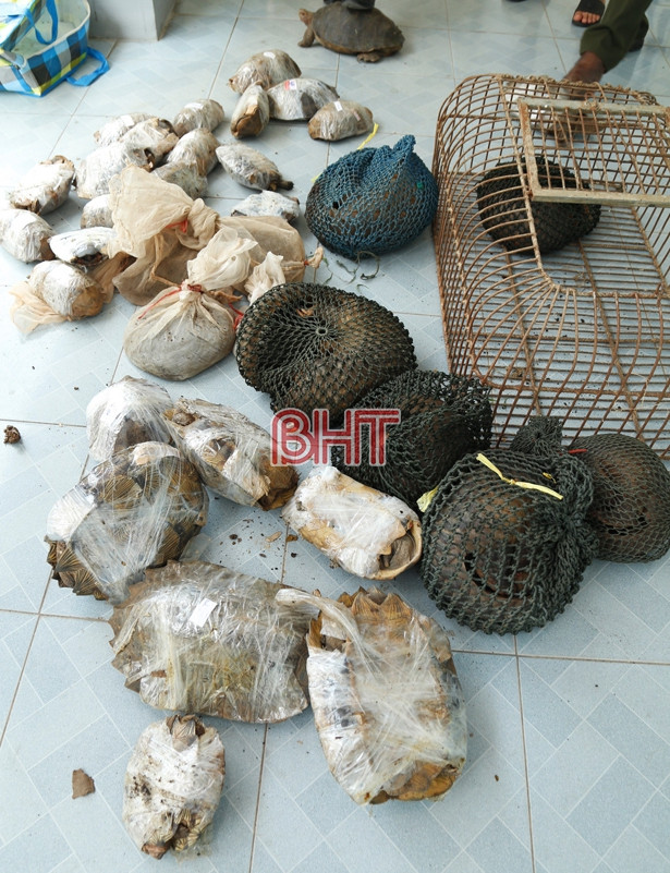 Bắt giữ 37 cá thể tê tê, ba ba, rùa trên xe khách từ Lào về qua Hà Tĩnh
