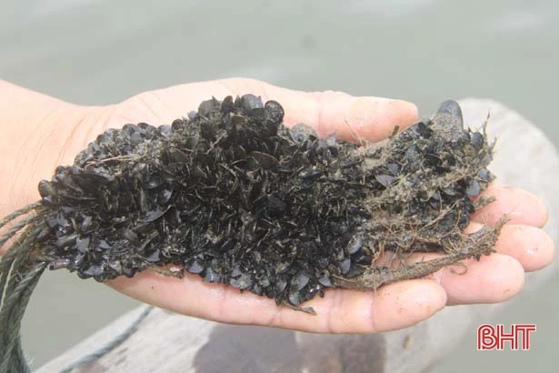 Ngư dân Cẩm Lộc làm giàn treo nuôi vẹm xanh