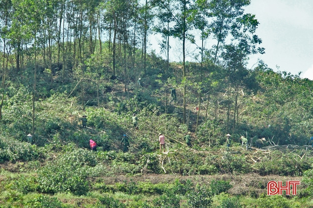 Vũ Quang chuẩn bị thí điểm trồng 1.000 ha rừng gỗ lớn