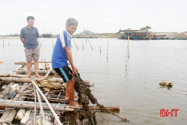 Ngư dân Cẩm Lộc làm giàn treo nuôi vẹm xanh