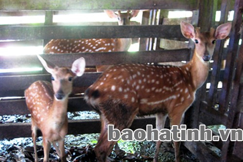 Những đàn hươu vàng đang thực sự góp phần làm cho cuộc sống người nông dân Hương Sơn ngày càng no ấm Những đàn hươu vàng đang thực sự góp phần làm cho cuộc sống người nông dân Hương Sơn ngày càng no ấm