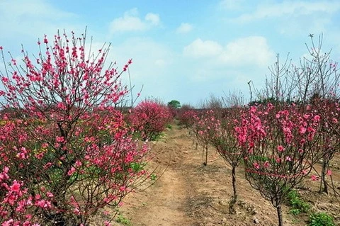 Thông tin mới nhất về thời tiết Tết Nguyên đán ảnh 2 Thông tin mới nhất về thời tiết Tết Nguyên đán ảnh 2