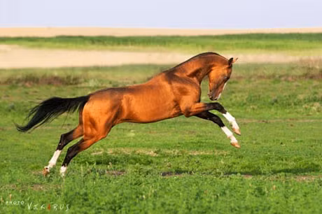 Ngựa Hãn Huyết Mã được ngợi ca vì long trung thành với chủ (Ảnh minh họa)