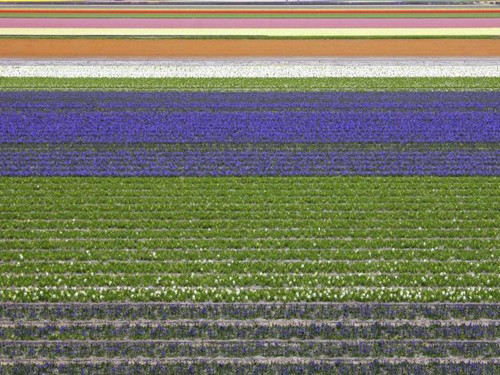 Vườn châu Âu lộng lẫy ở Hà Lan. Vườn châu Âu lộng lẫy ở Hà Lan.