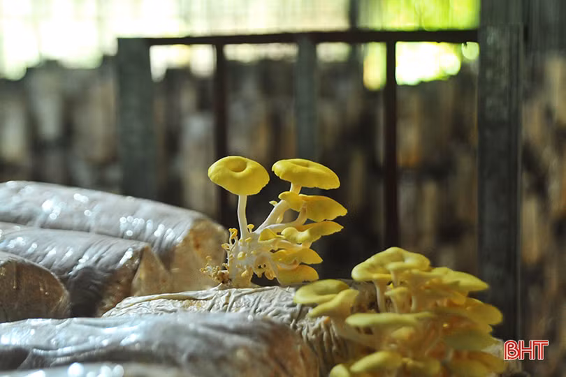 Mục sở thị loại nấm đẹp như hoa lần đầu trồng ở Hà Tĩnh