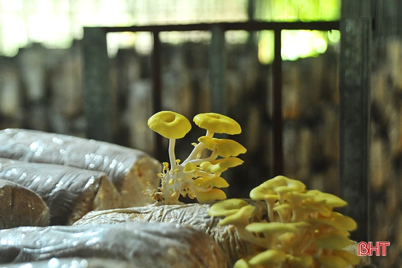 Mục sở thị loại nấm đẹp như hoa lần đầu trồng ở Hà Tĩnh