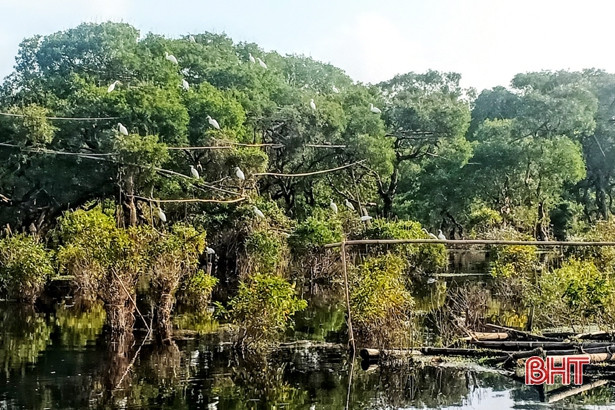 Tiêu hủy 300 con chim mồi giả, thả 20 con chim mồi sống ở Kỳ Phú