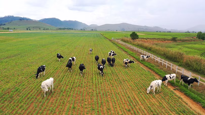 Đàn bò 8.000 con đầu tiên tại tổ hợp trang trại của Vinamilk ở Lào sẽ cho sữa vào đầu năm 2022