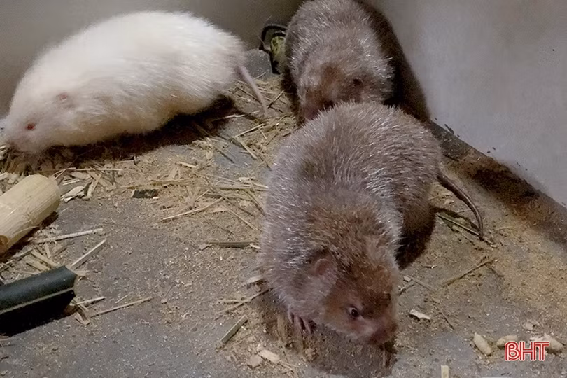 Từ 5 triệu khởi nghiệp nuôi dúi, 9X Hà Tĩnh “bỏ túi” hàng trăm triệu/năm