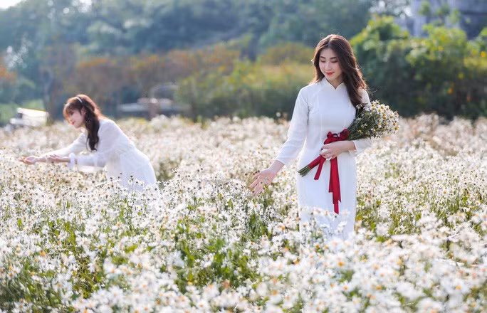 Thướt tha tà áo dài bên cúc hoạ mi đầu mùa